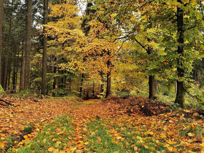 A forest trail covered with colorful autumn leaves, surrounded by deciduous trees, Franconian Forest nature park Park