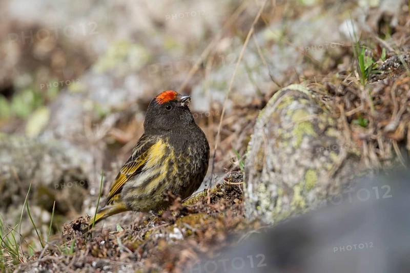 Red-fronted Serin - Rotstirngirlitz - Serinus pusillus: Kazakhstan