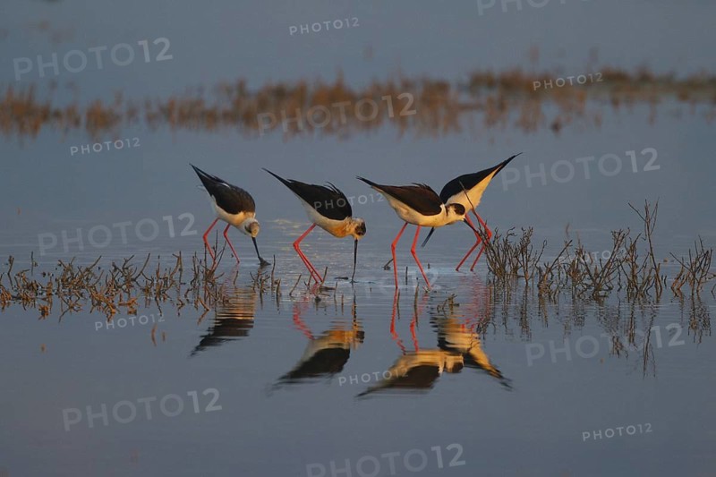 Black-winged Stilt (Himantopus himantopus) foraging, Spain