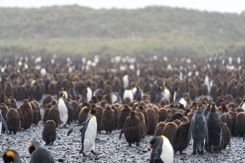 King penguins (Aptenodytes patagonicus), adults and juveniles in brown haze, breeding colony on shingle beach, Salisbury Plain, South Georgia