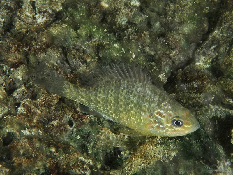 Pumpkinseed sunfish (Lepomis gibbosus) swimming over algae-rich substrate in the water. Dive site Riff Williams, Herrliberg, Lake Zurich, Canton Zurich, Switzerland
