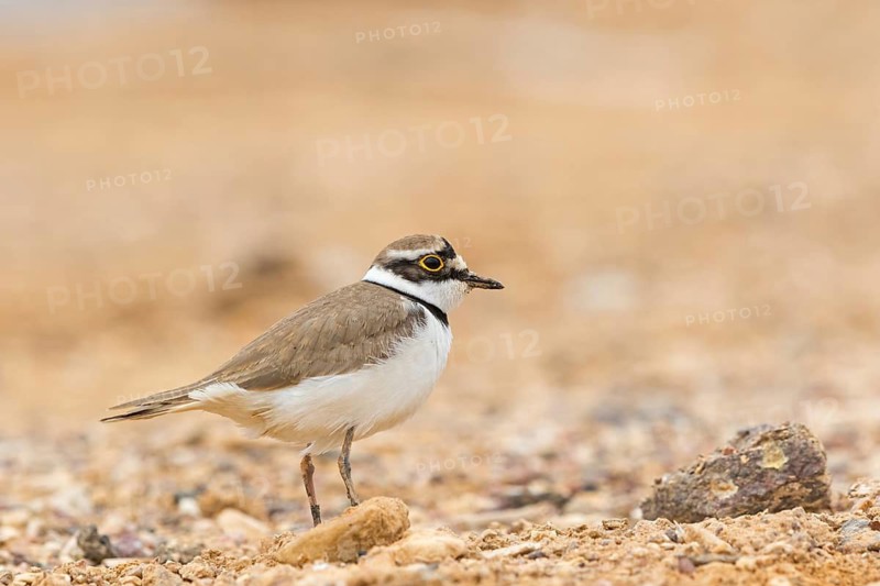 Little Ringed Plover, (Charadrius dubius), Animals, Birds, Biotope, Plover family, Israel