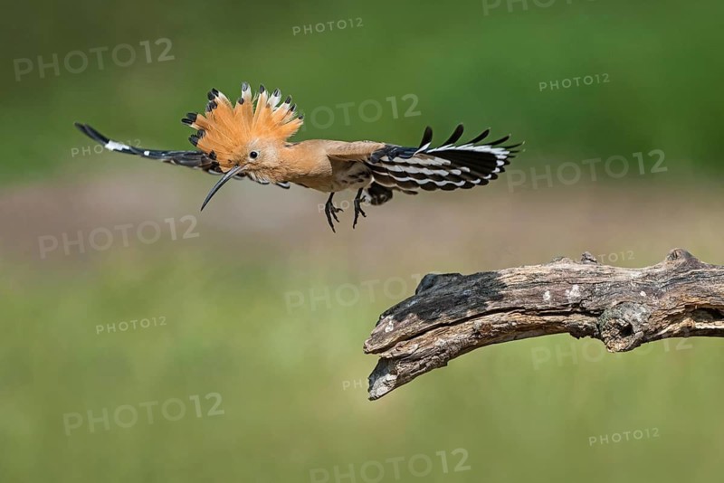 Eurasian Hoopoe (Upupa epops) taking flight, Aosta Valley, Italy