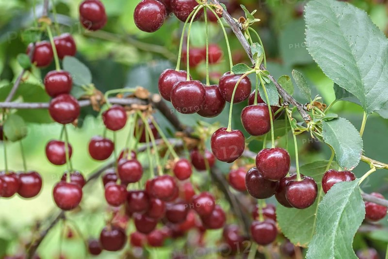 Sour cherry (Prunus cerasus 'Újfehértói fürtös'),  Austria