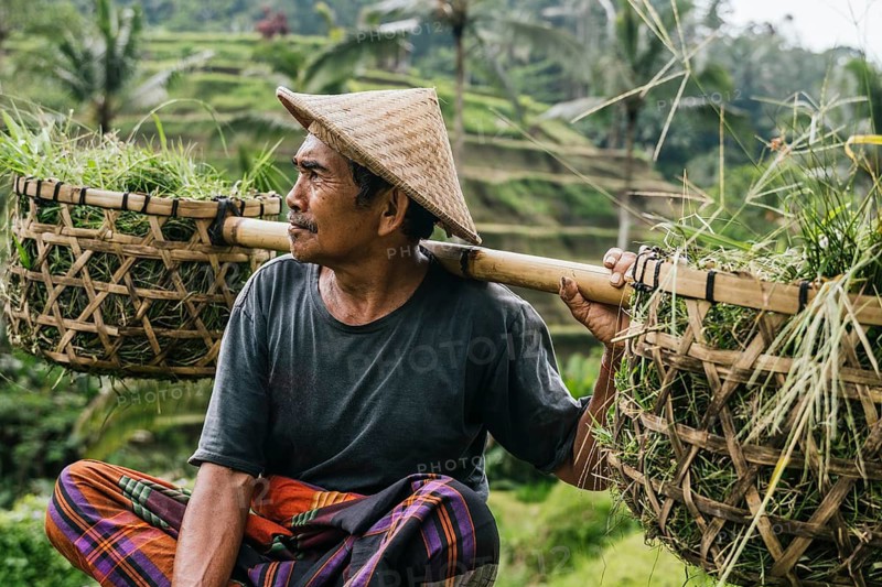 A man wearing a traditional hat and colorful sarong carries yokes with baskets of freshly harvested rice in a lush field on a cloudy day in Bali, Indonesia