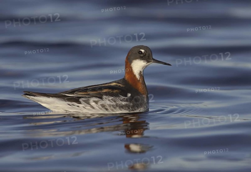 Red-necked Phalarope (Phalaropus lobatus) female, Manitoba, Canada