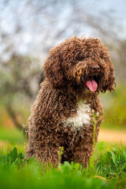 An Andalusian water dog with curly brown fur exudes happiness in the lush green countryside, its tongue out in a joyful expression