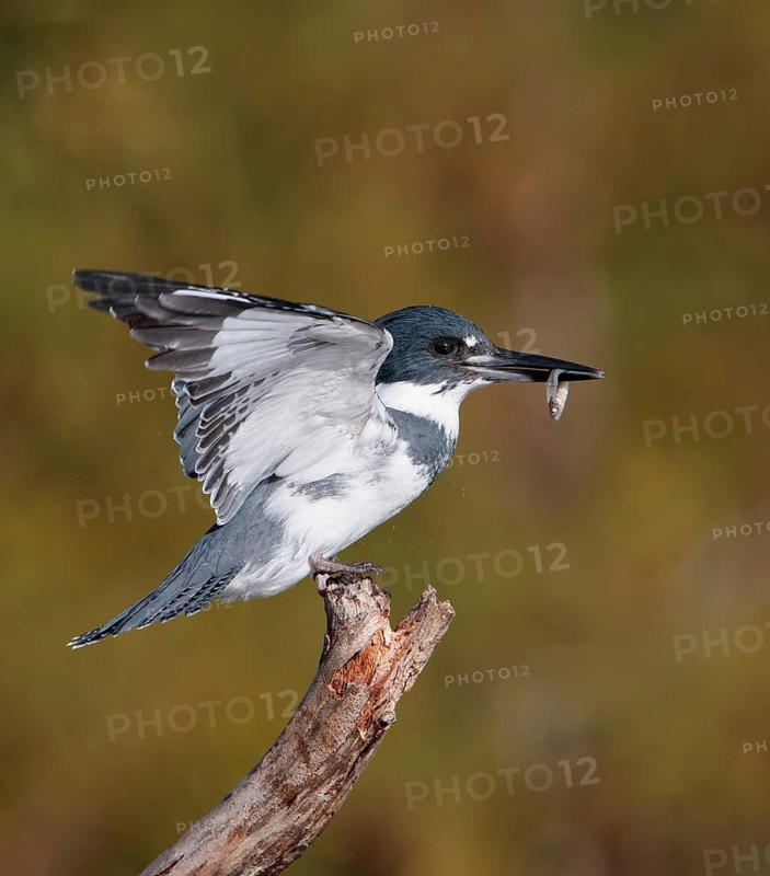 Belted Kingfisher (Megaceryle alcyon) male landing on a branch with fish prey in beak, Florida, USA