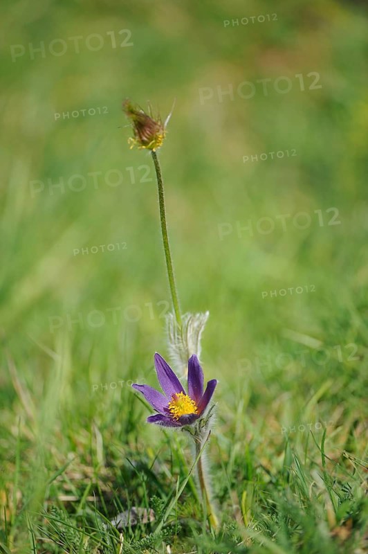 Purple Pulsatilla with yellow centre on a green meadow, Pasque flower (Pulsatilla vulgaris), Upper Palatinate