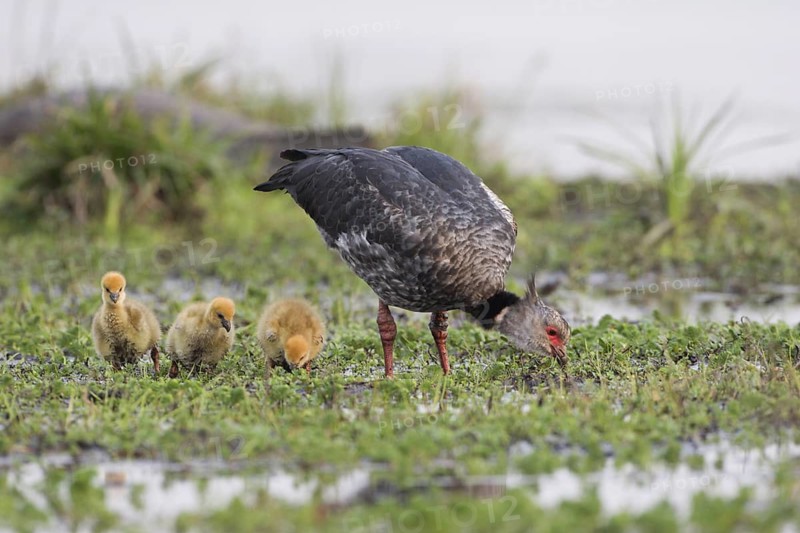 Southern Screamer (Chauna torquata) with chicks, Corrientes, Argentina