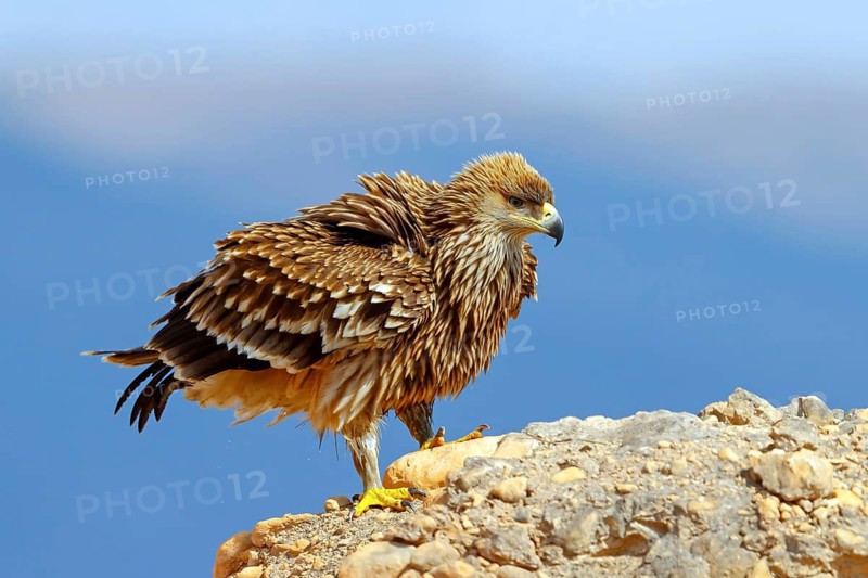 Imperial Eagle, (Aquila heliac), animals, birds, eagles, birds of prey, biotope, habitat, standing on rocks Raysut Waste Disposal, Oman, Middle East