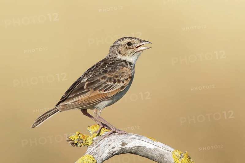 Horsfield's Bush Lark (Mirafra javanica) singing from branch, Victoria, Australia