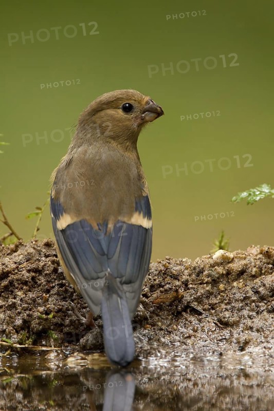 Eurasian Bullfinch (Pyrrhula pyrrhula) juvenile, Utrecht, Netherlands