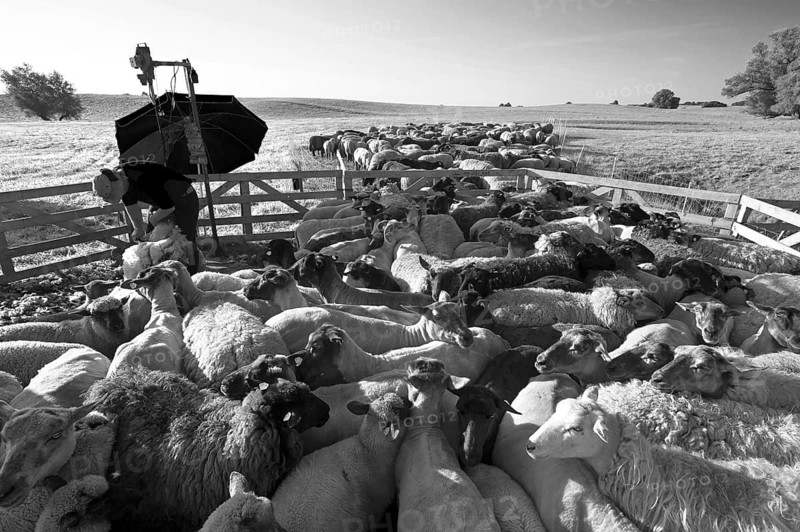 Sheep (Ovis) being shorn in a ferch on the pasture, black and white, Mecklenburg-Vorpommern, Germany