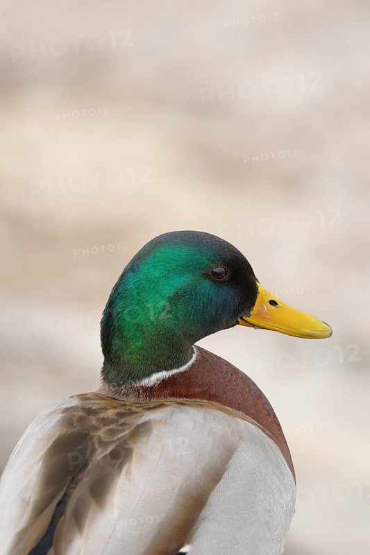 Mallard (Anas platyrhynchos), male, standing at the lakeshore, animal portrait, Chiemsee, Bavaria, Germany