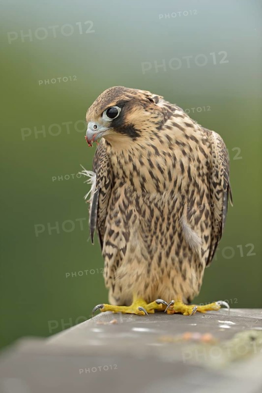 Peregrine Falcon (Falco peregrinus) young male, North Rhine-Westphalia, Germany