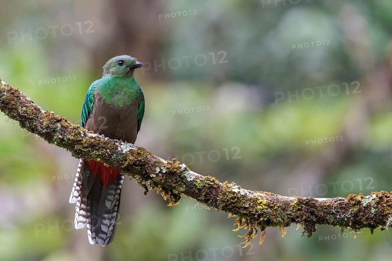 Resplendent Quetzal (Pharomachrus mocinno) perched on a branch in Costa Rica