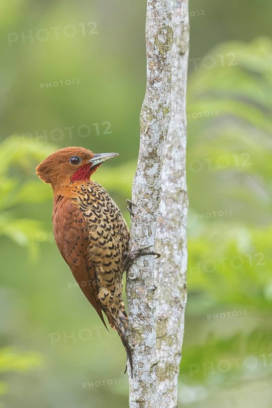 Cinnamon Woodpecker (Celeus loricatus) perched on a branch in Panama