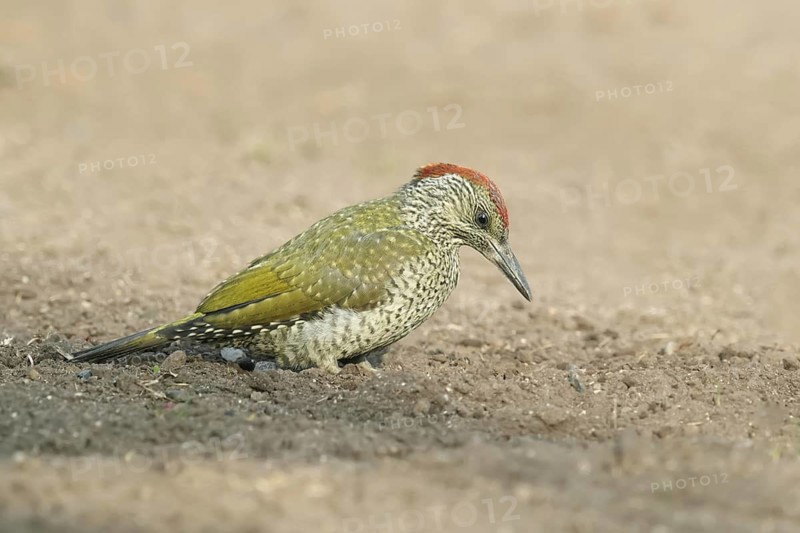 Juvenile, standing; ground; earth; soil; feeding; summer