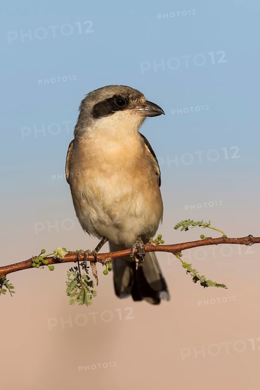 Lesser Grey Shrike (Lanius minor), Eilat, Israel