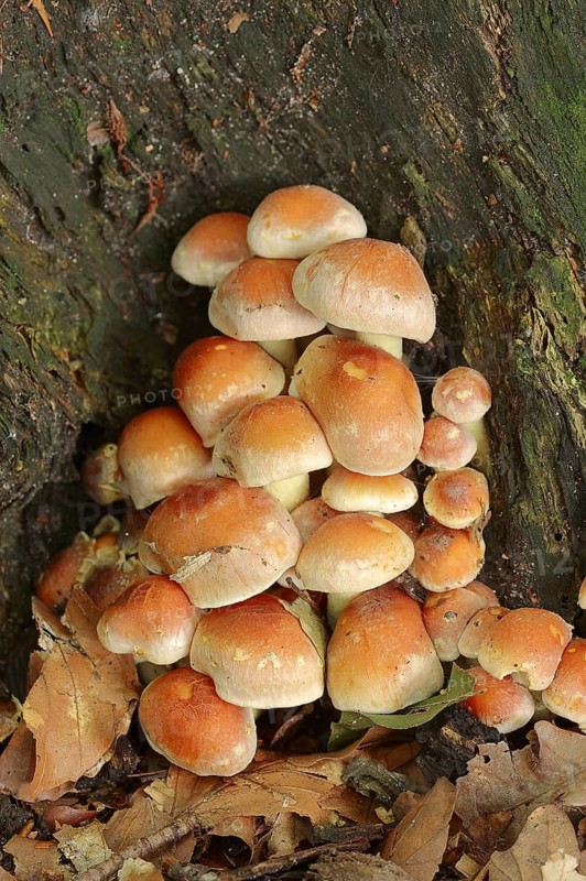 Brick Red Sulphur Head (Hypholoma lateritium, Hypholoma sublateritium), North Rhine-Westphalia, Germany