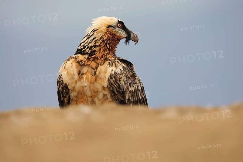 A subadult bearded vulture with striking plumage stands majestically in the Pyrenees, showcasing its intricate feather pattern against a serene sky backdrop
