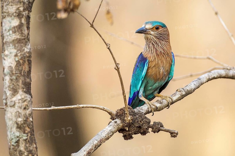 Hinduracke sitting area, (Coracias benghalensis), Khana National Park, Madhya Pradesh, India