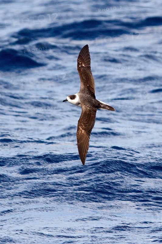 White-necked Petrel (Pterodroma cervicalis) flying, New South Wales, Australia