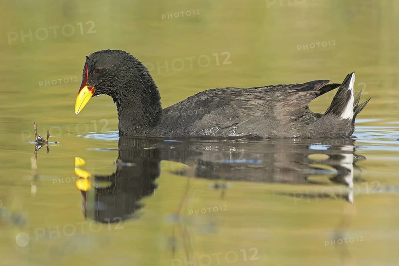 Red-fronted Coot (Fulica rufifrons), Valparaiso, Chile