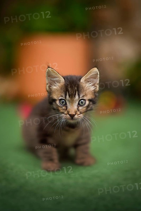 A cute tabby kitten gazes curiously into the camera, standing on a soft green surface with a blurred garden background