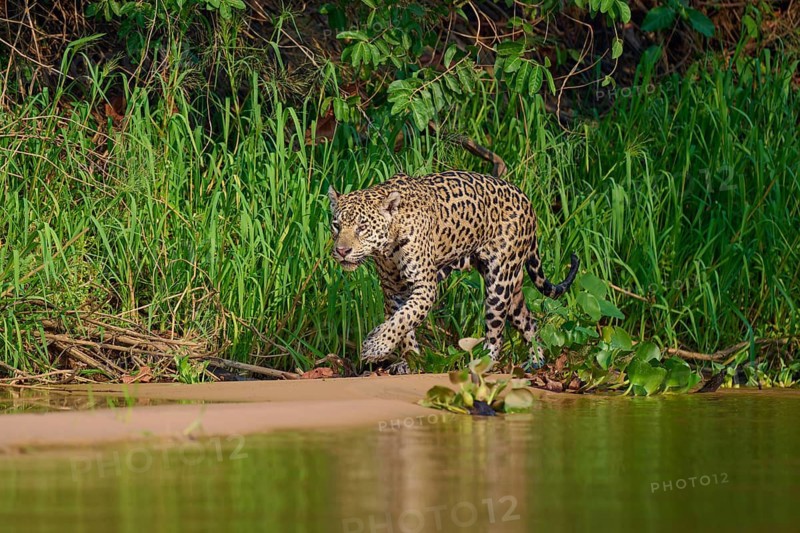 A jaguar walks along the sandy beach of the jungle, Jaguar (Panthera onca), Pantanal, Mato Grosso, Brazil