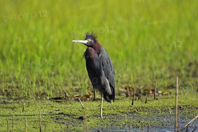Great Blue Heron (Egretta caerulea) looking up, Myakka River State Park, Florida, USA