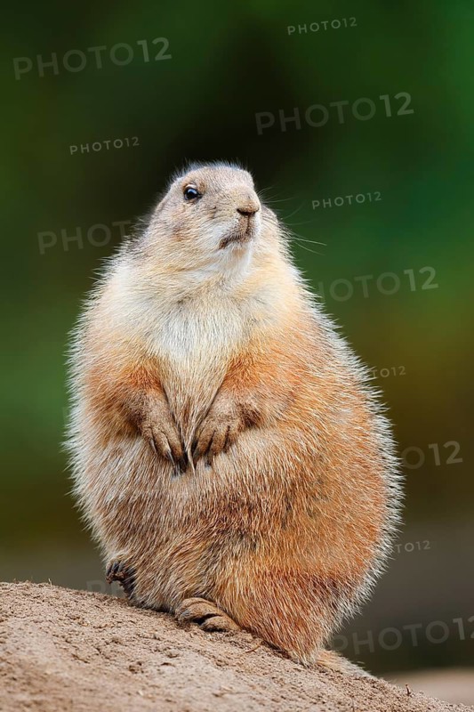 Black-tailed prairie dog (Cynomys ludovicianus) sitting upright on the burrow, North America
