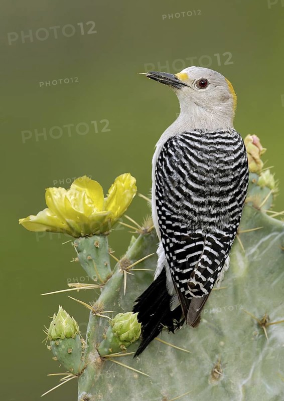 Golden-fronted Woodpecker (Melanerpes aurifrons), Texas, USA