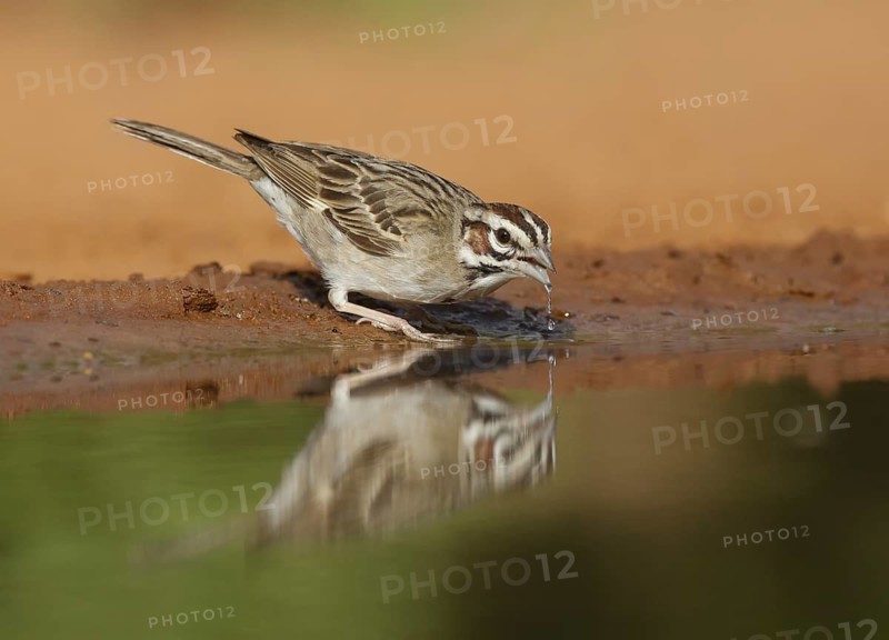 Lark Sparrow (Chondestes grammacus), Texas, USA