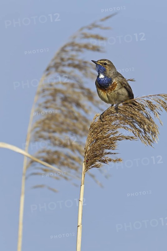 Bluethroat (Luscinia svecica cyanecula) male, Rhineland-Palatinate, Germany