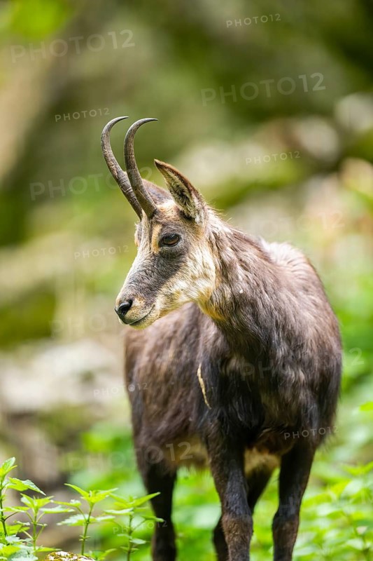 Chamois (Rupicapra rupicapra) in a foreest, Bavaria, Germany
