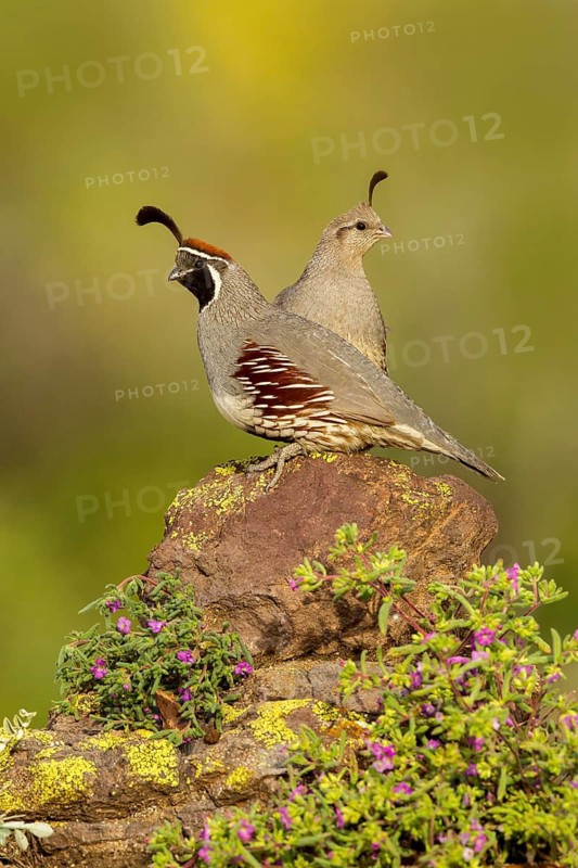 Gambel's Quail Callipepla gambelii Tucson, Arizona, United States 21 May Adult Male & Female Phasianidae