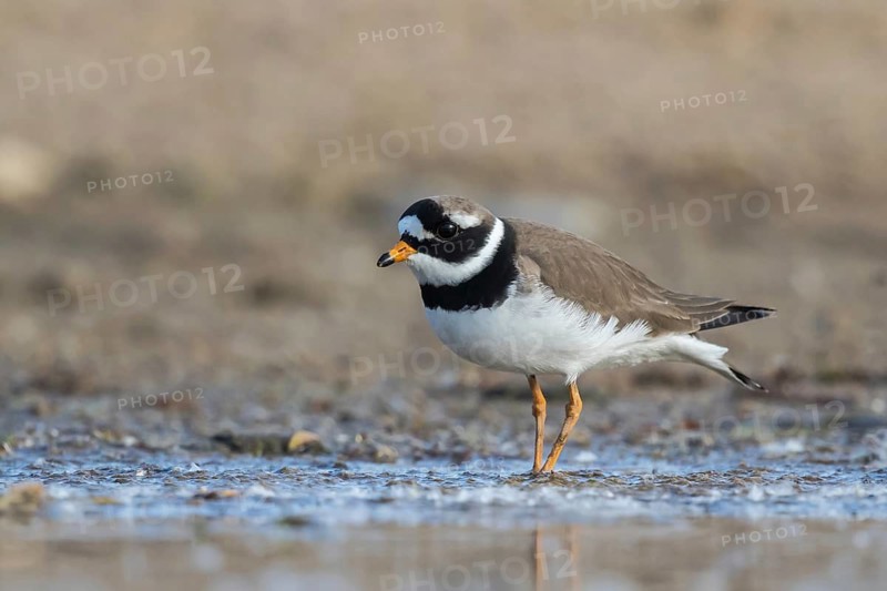 Common Ringed Plover (Charadrius hiaticula) foraging, North Rhine-Westphalia, Germany