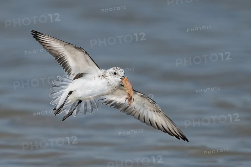Sanderling (Calidris alba) flying with food in its beak, Texas, USA