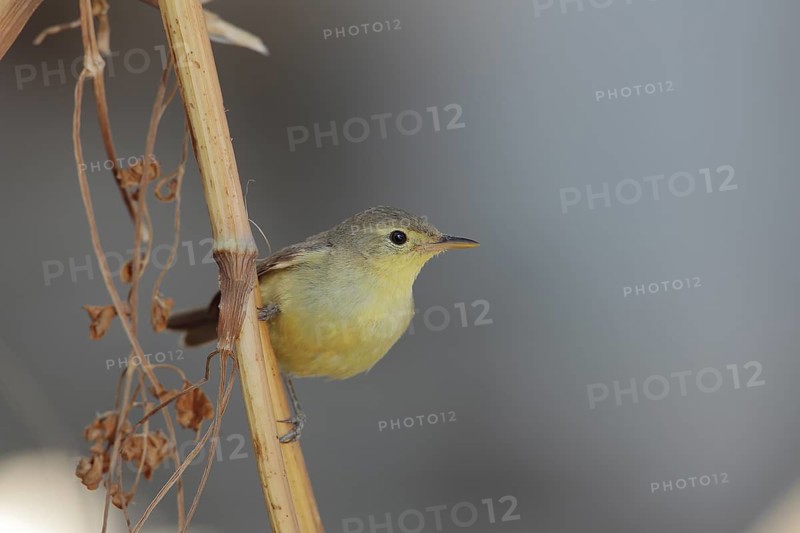 Melodious Warbler (Hippolais polyglotta), Andalusia, Spain