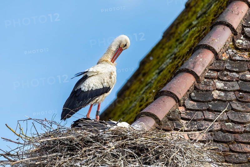 White stork (Ciconia ciconia) in nest on house roof, Affenberg, Salem, Lake Constance region, Baden-Württemberg, Germany