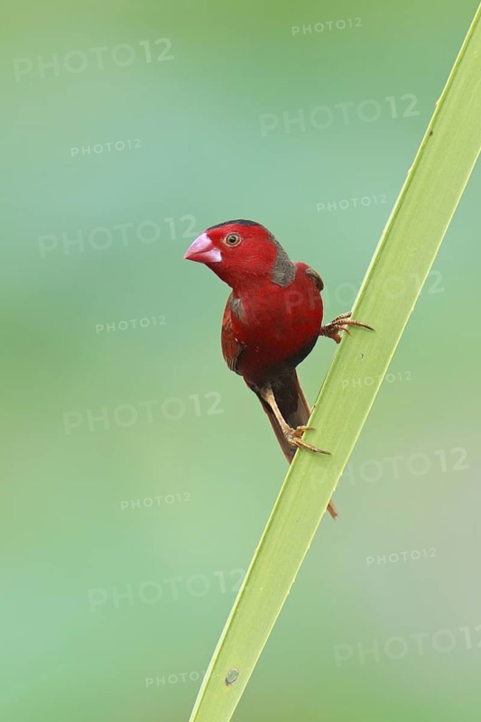 Crimson Finch (Neochmia phaeton), Northern Territory, Australia
