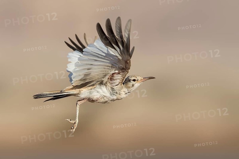 Greater Hoopoe-Lark (Alaemon alaudipes) juvenile flying, Eilat, Israel