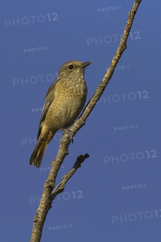 Forest Rock Thrush (Monticola sharpei) female, Australian Capital Territory, Australia