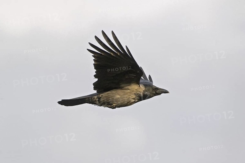 Hooded Crow (Corvus cornix) flying, Saxony, Germany