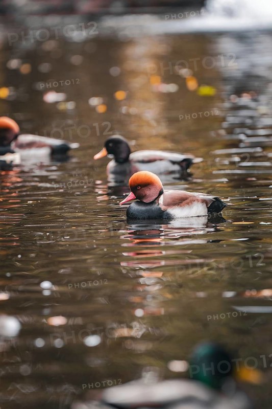 Ducks with orangery heads in the pond in the spa gardens during autumn, Bad Wildbad, Black Forest, Germany