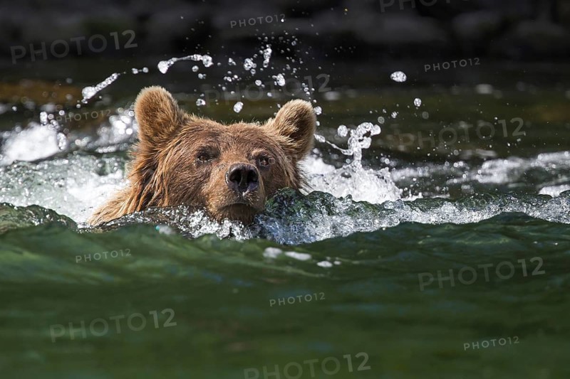 Grizzly Bear (Ursus arctos horribilis) swimming through river, British Columbia, Canada