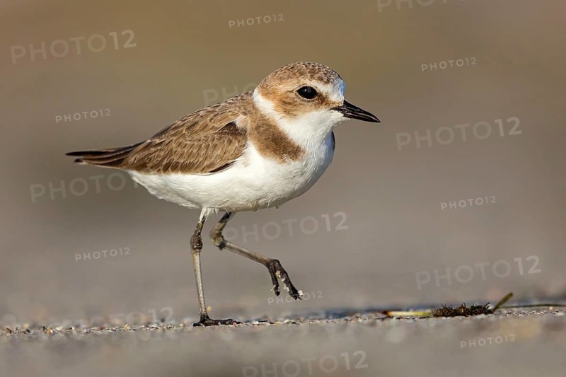 Animals, Birds, Little Ringed Plover, Mongolian Plover, (Charadrius mongolus), Barr Al Hikman, Shannah, Ash Sharqiyah South, Oman