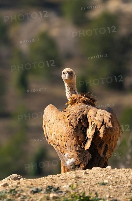 A Griffon Vulture stands on a rocky hill, gazing back with an intense expression. Its ruffled feathers and powerful presence highlight its role in the wild ecosystem